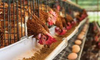Sector Study | Poultry Feed