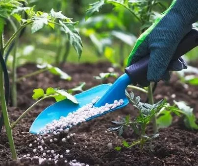 Sector Study | Fertilizers